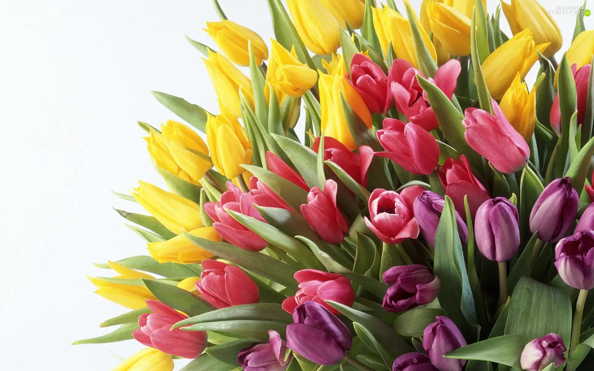 bouquet, colors, tulips, different