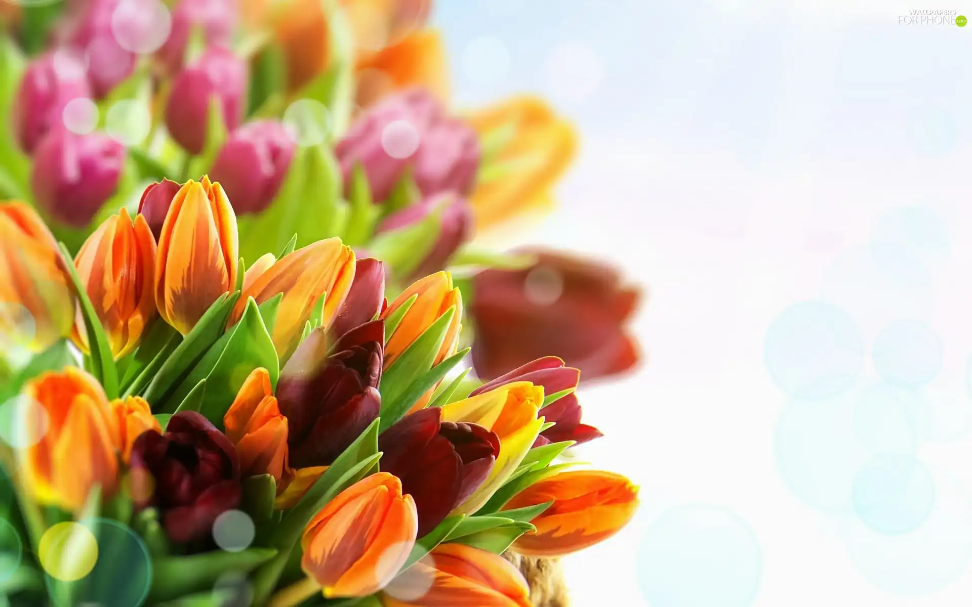Tulips, Flowers, bouquet
