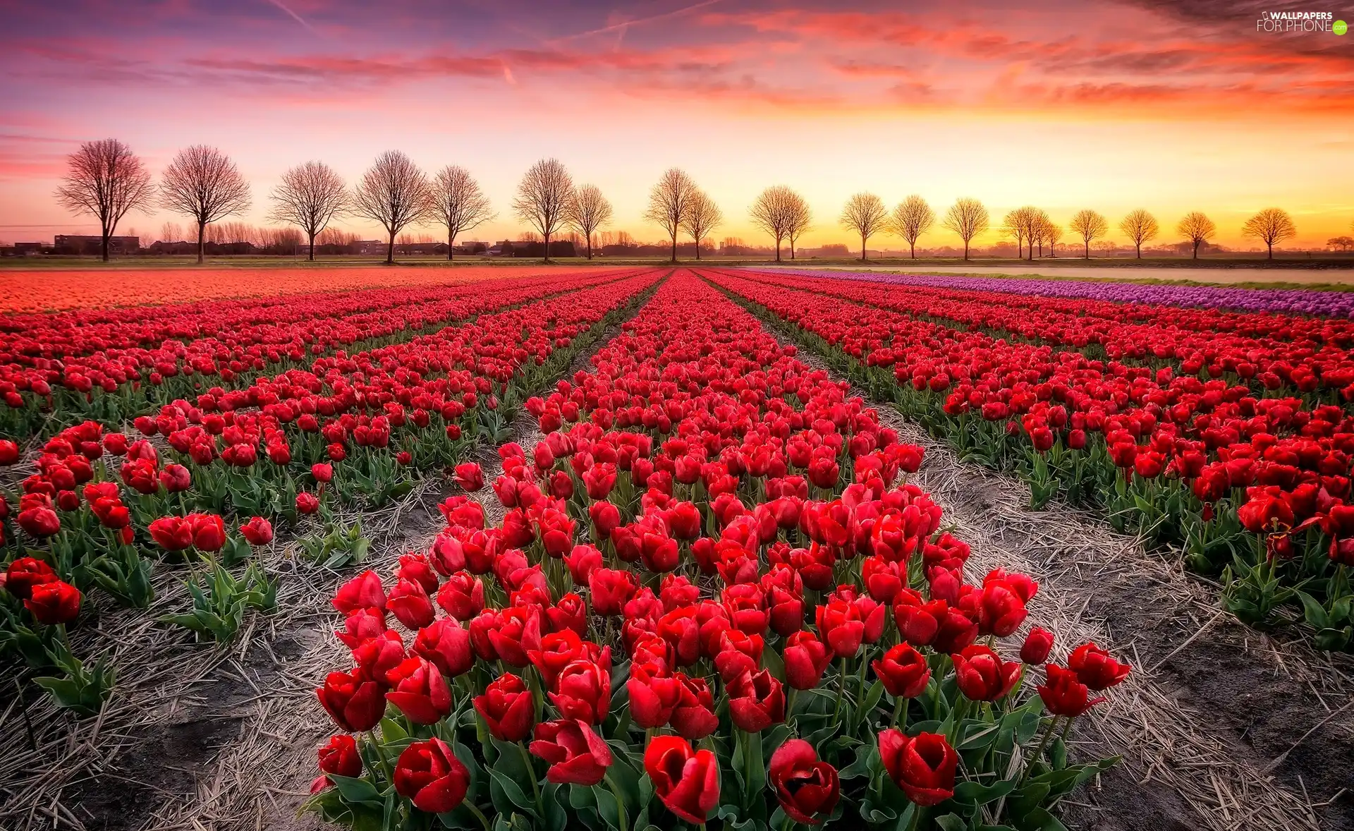 Field, trees, viewes, Tulips