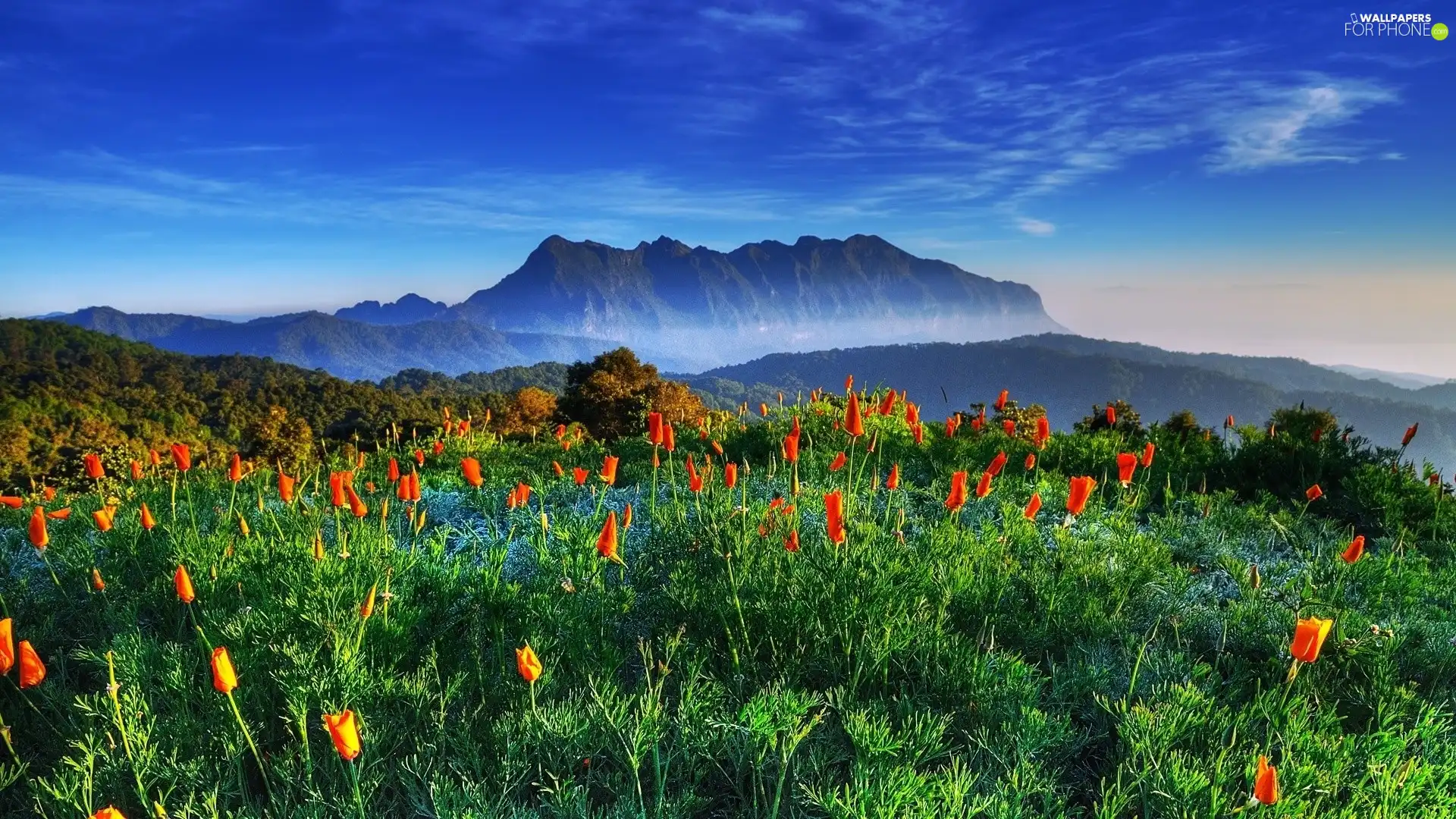 Tulips, Mountains, forest
