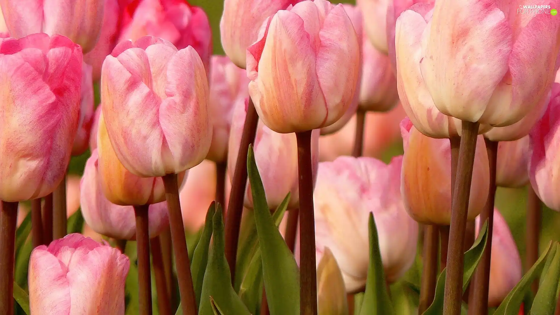 Pink, Tulips