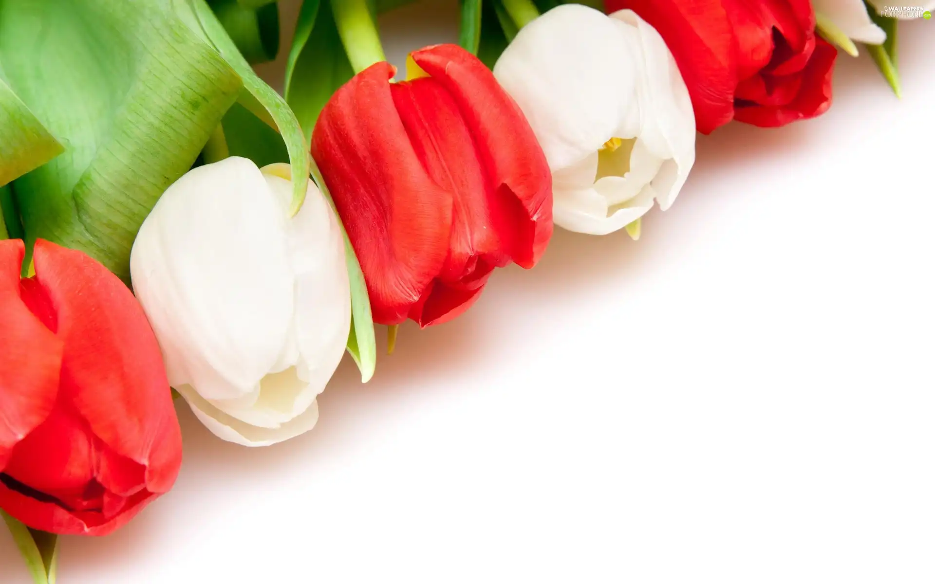 Tulips, white, Red