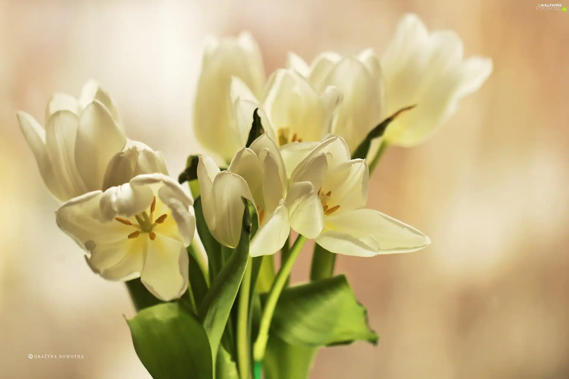 tulips, bouquet, white