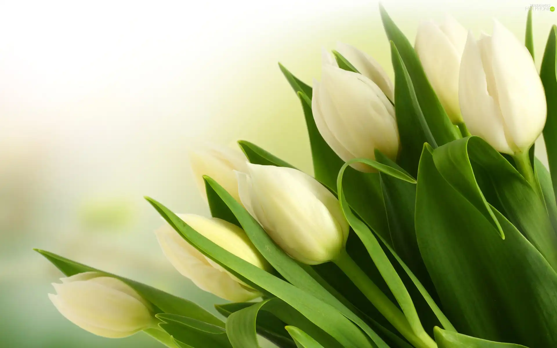tulips, bouquet, white