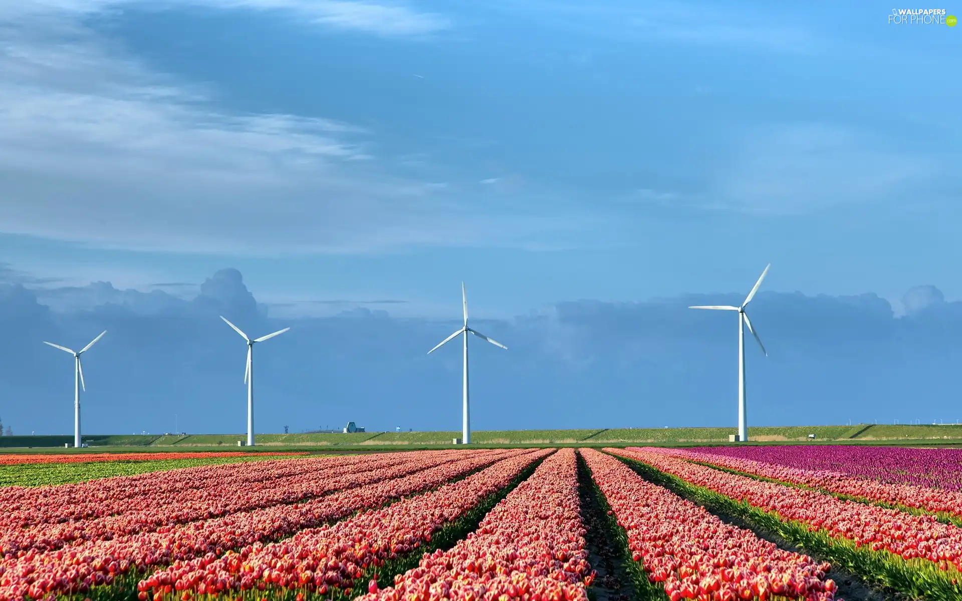 Tulips, Netherlands, Windmills