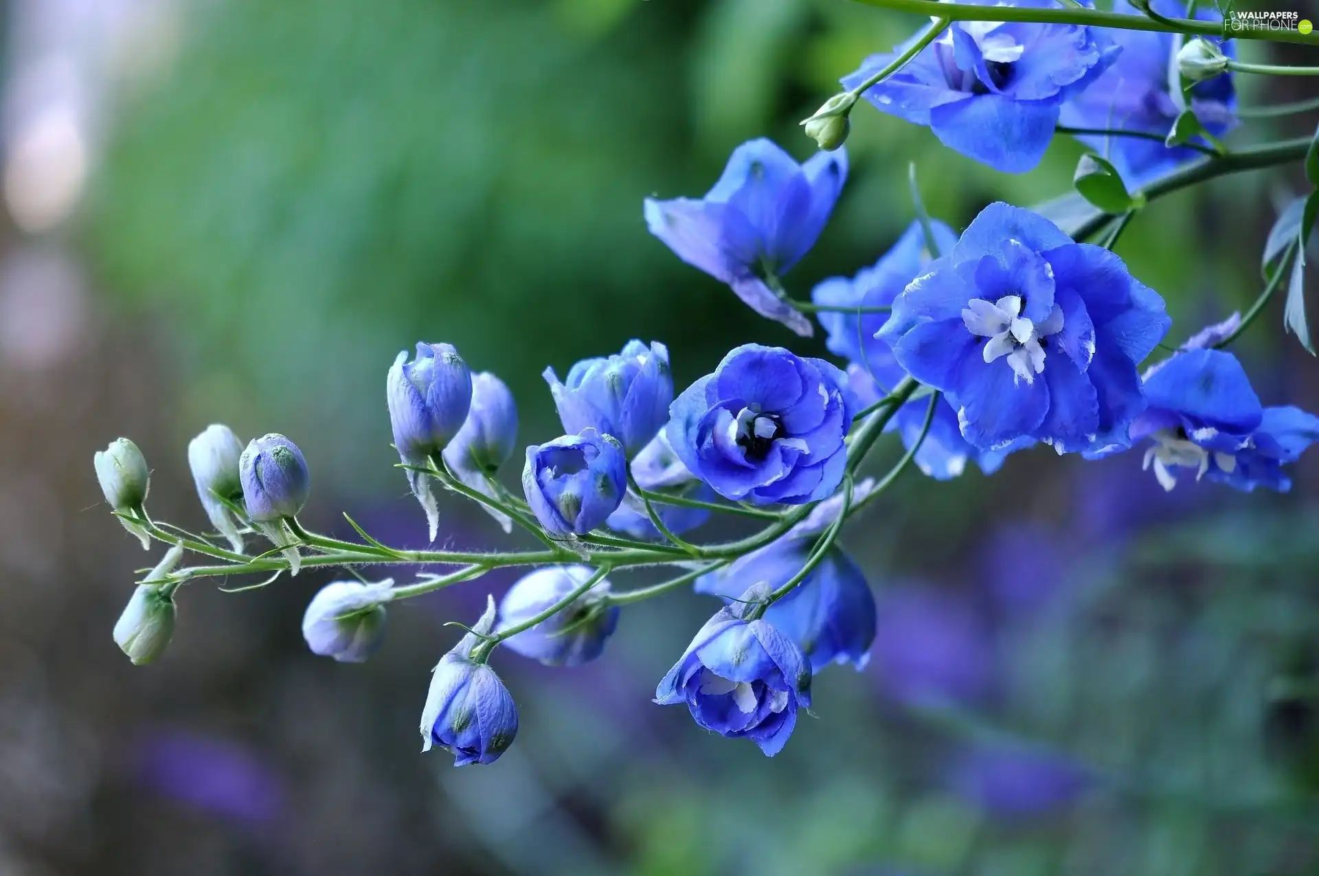 larkspur, Blue, Flowers
