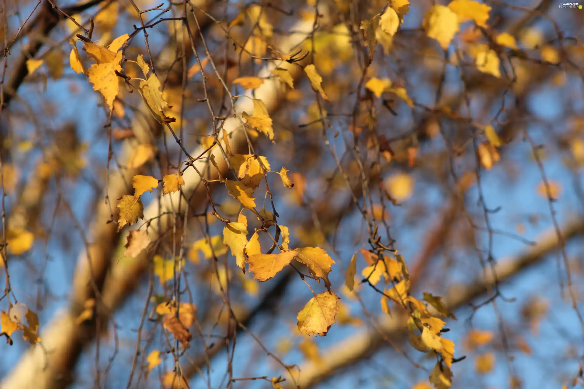 Leaf, birch-tree, Twigs, Yellowed, autumn