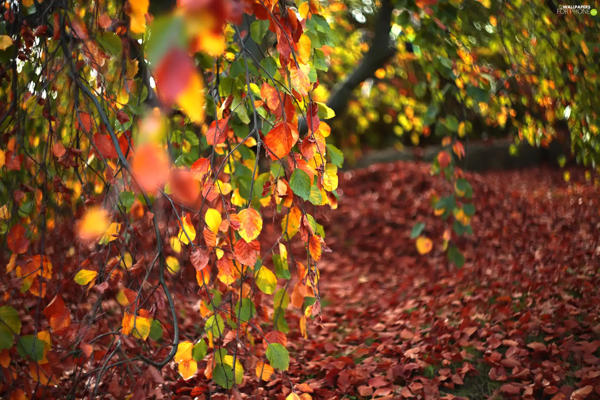 Autumn, Twigs, birch-tree, Leaf