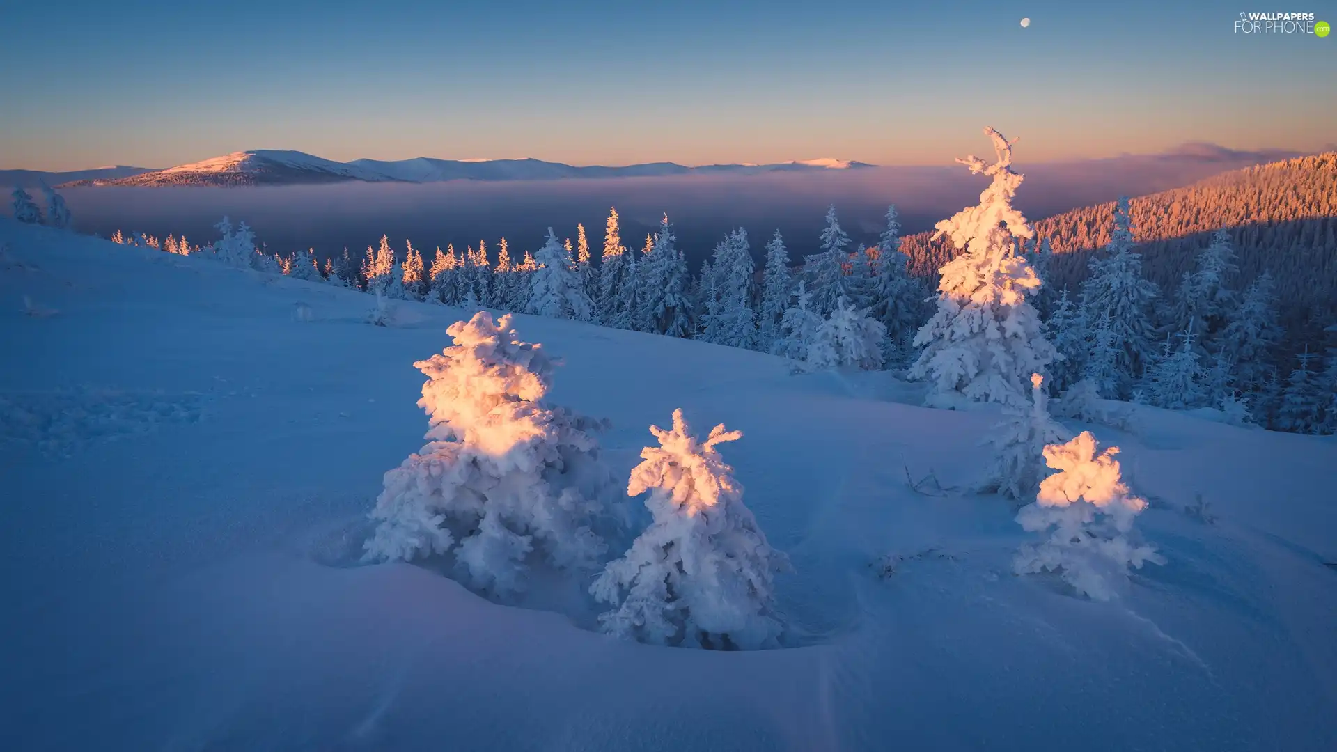 forest, winter, Spruces, Ukraine, Snowy, Carpathian Mountains