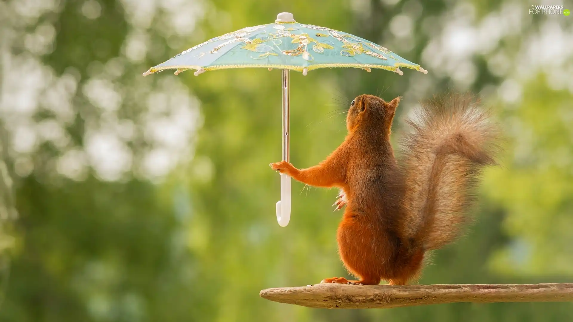 squirrel, umbrella