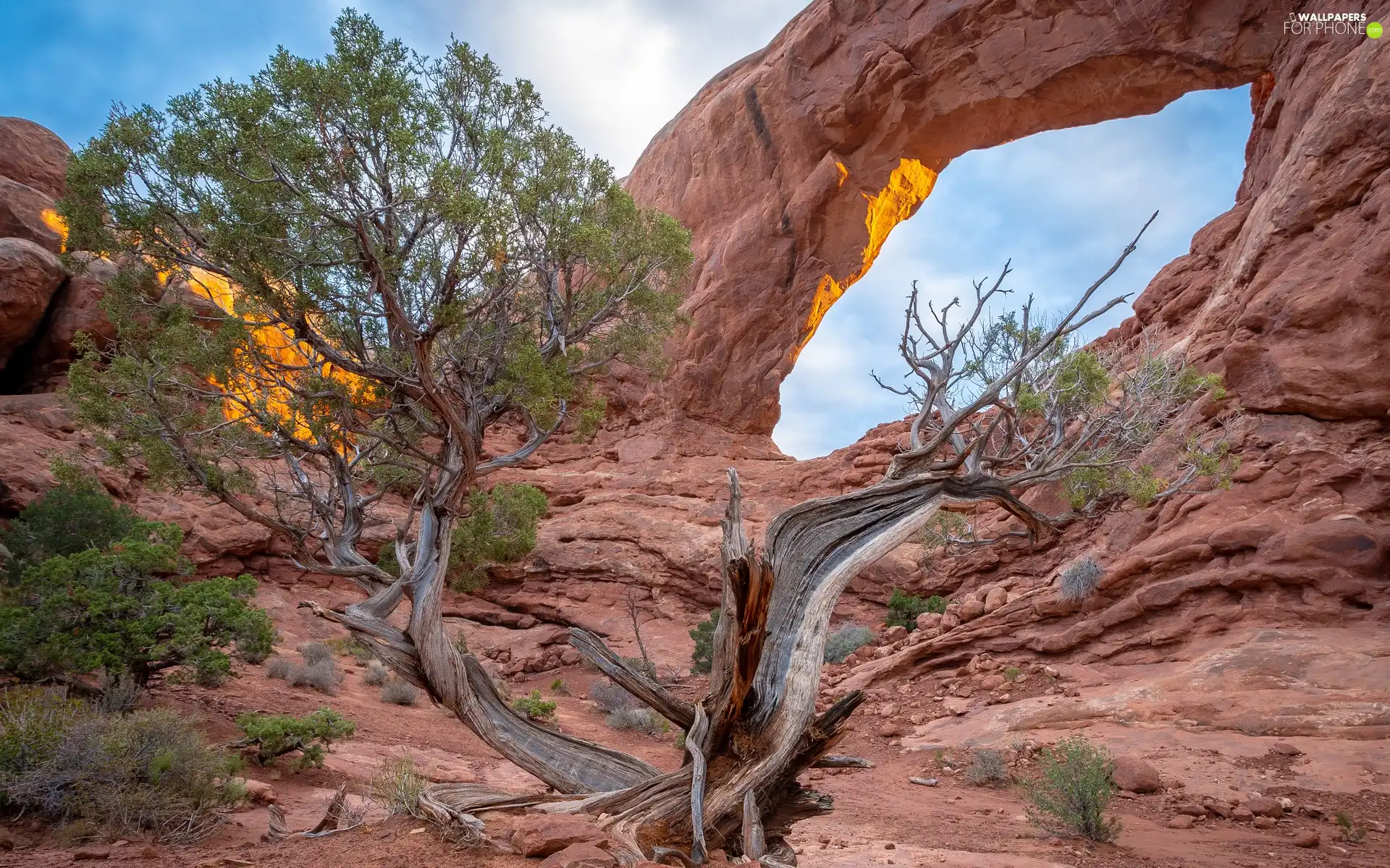 Utah, The United States, trees, Arches National Park, Rocks