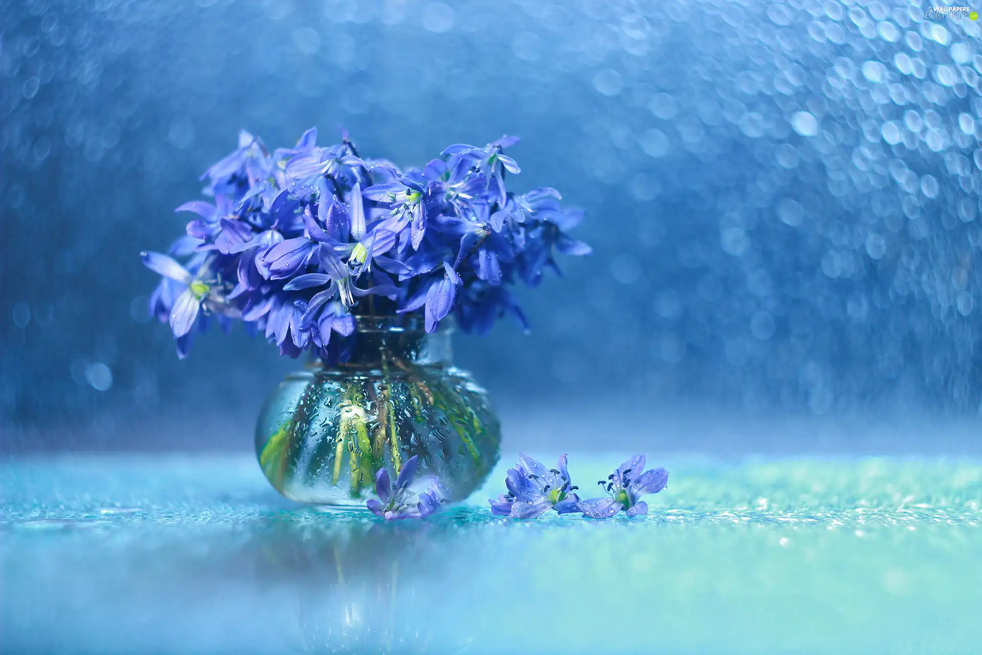 Flowers, Siberian squill, Bokeh, decoration, vase, Blue