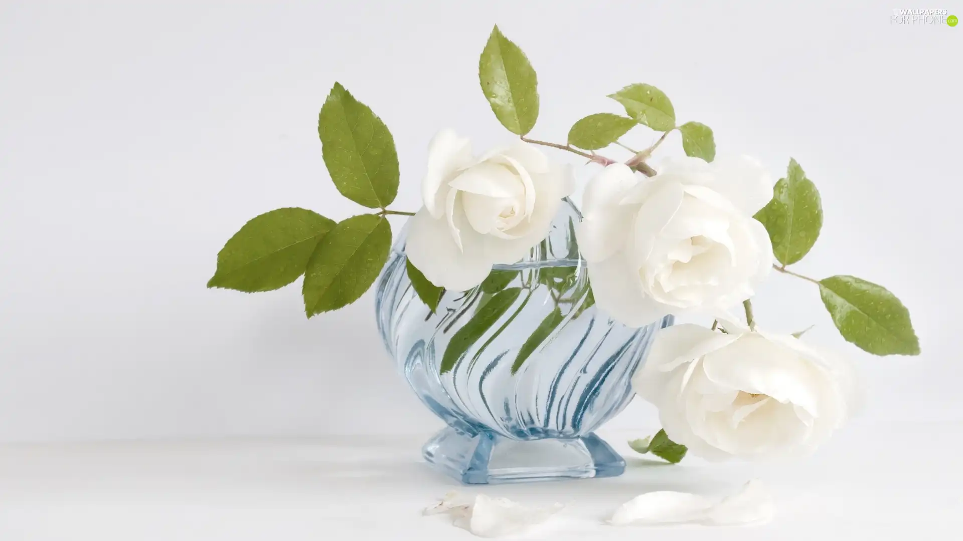 blue, Vase, White, roses, Three