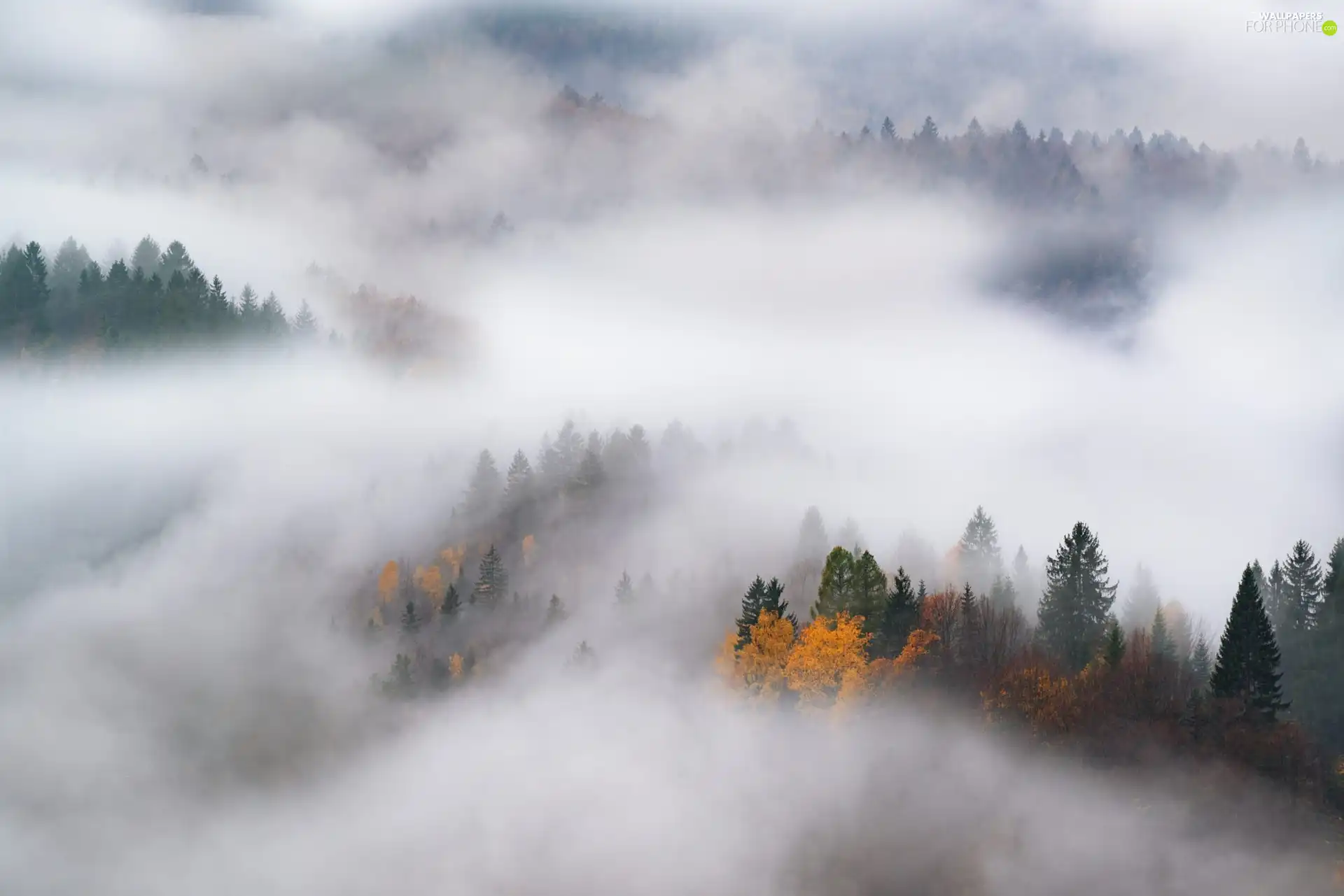 autumn, trees, viewes, Fog
