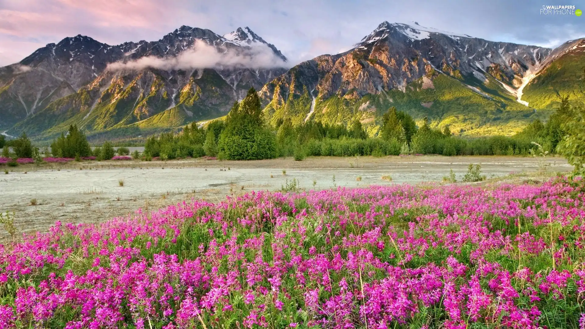 viewes, Flowers, clouds, trees, Mountains