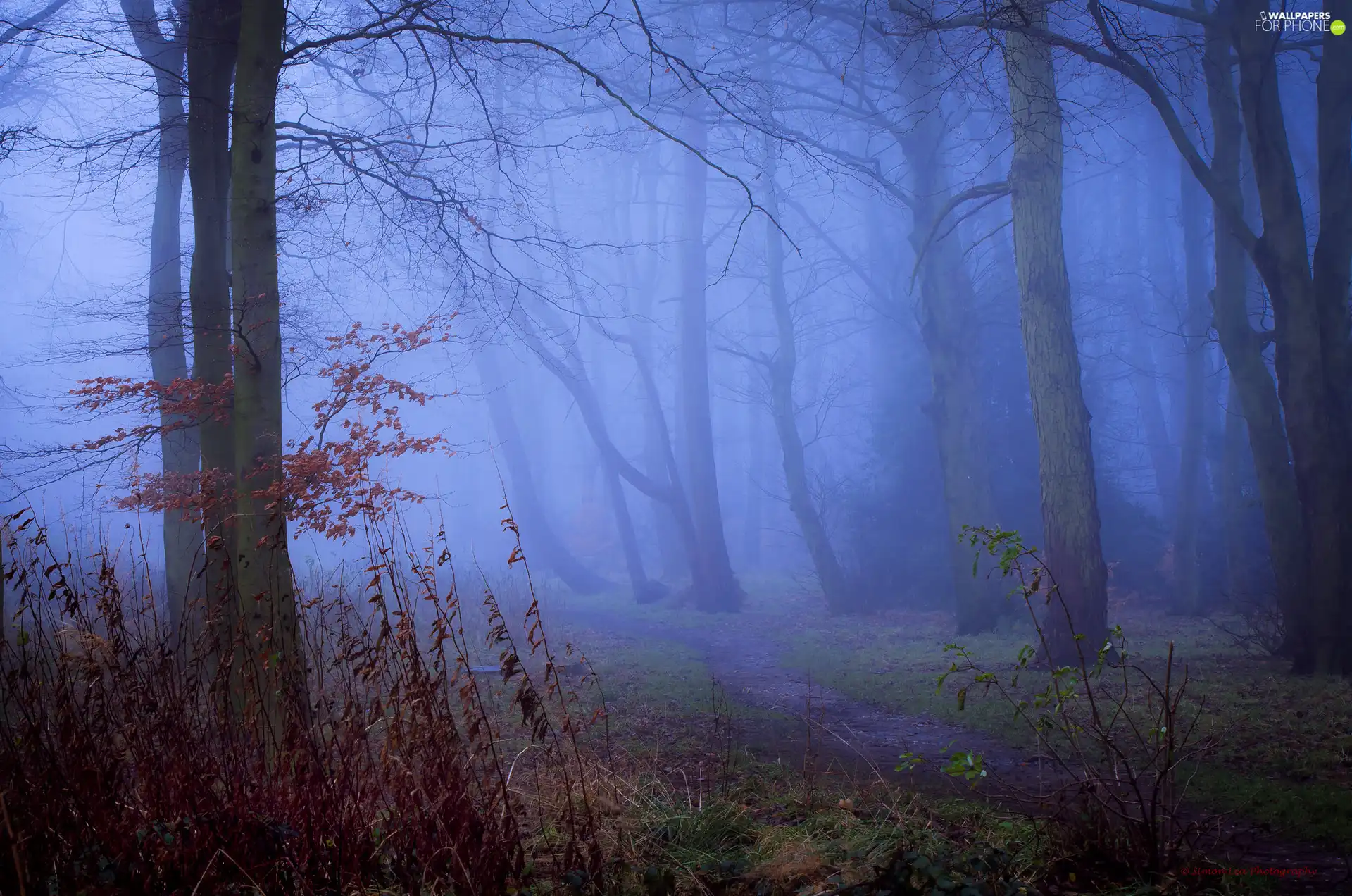 trees, viewes, Fog, autumn, forest