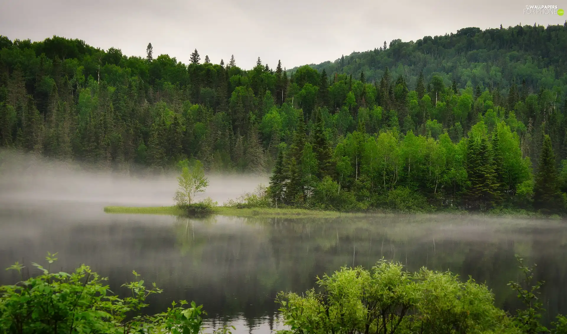 trees, viewes, Fog, forest, lake