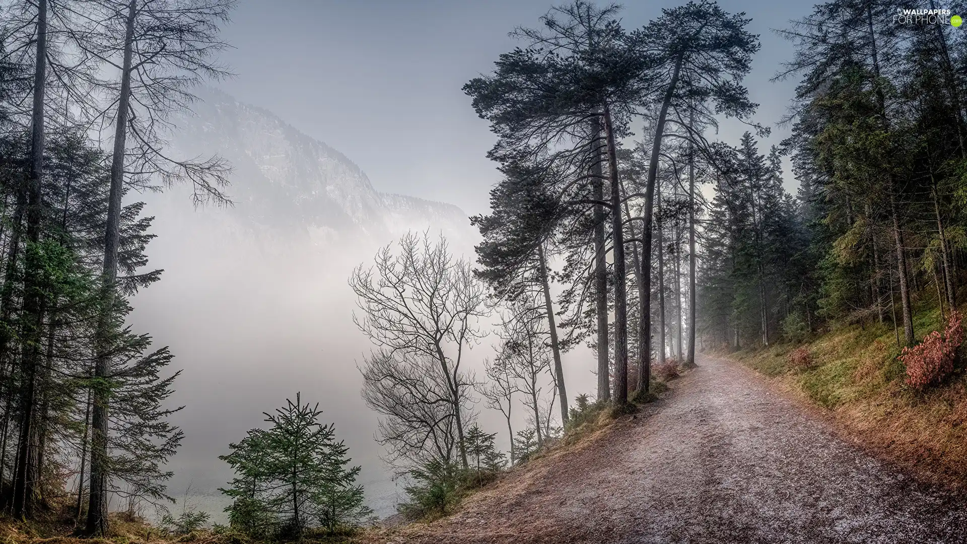 trees, viewes, Fog, Way, Mountains