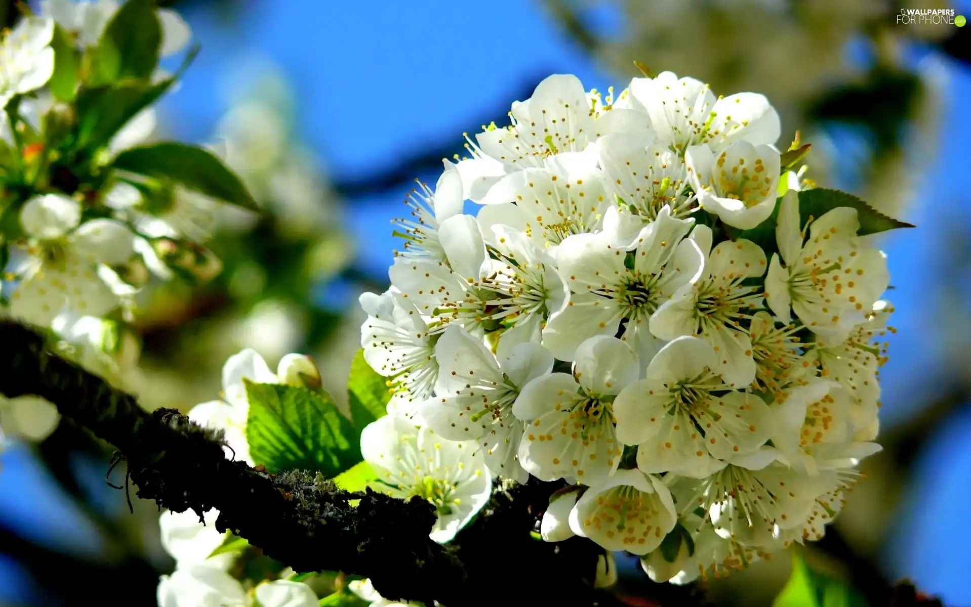 viewes, fruit, Flowers, trees, White