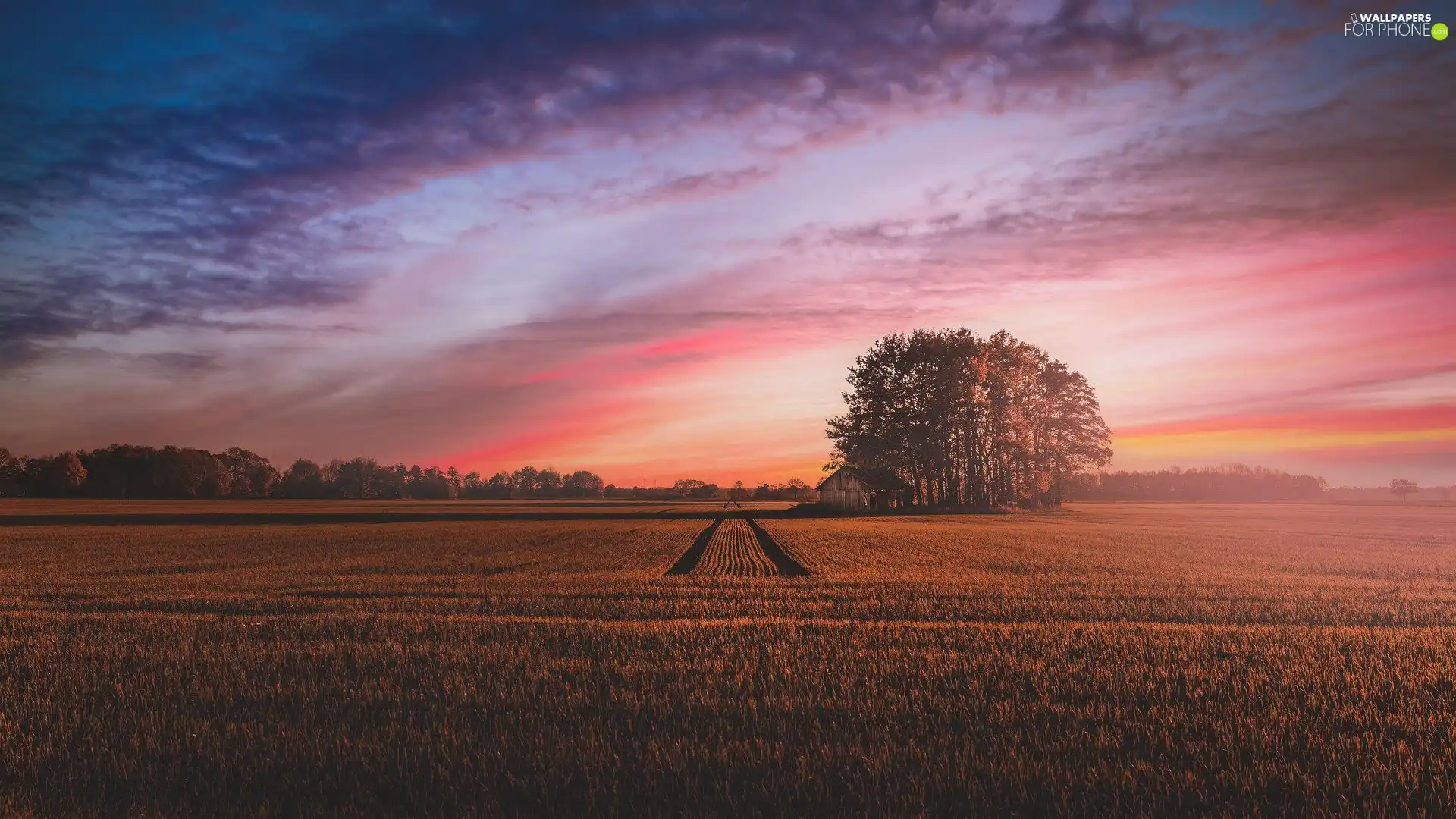 Cornfield, viewes, Great Sunsets, trees