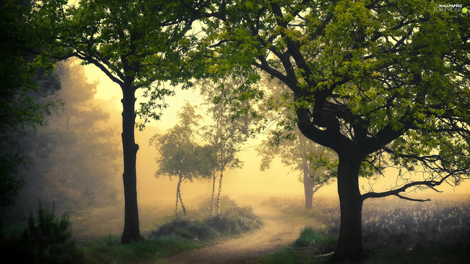 Way, Fog, trees, viewes, green ones