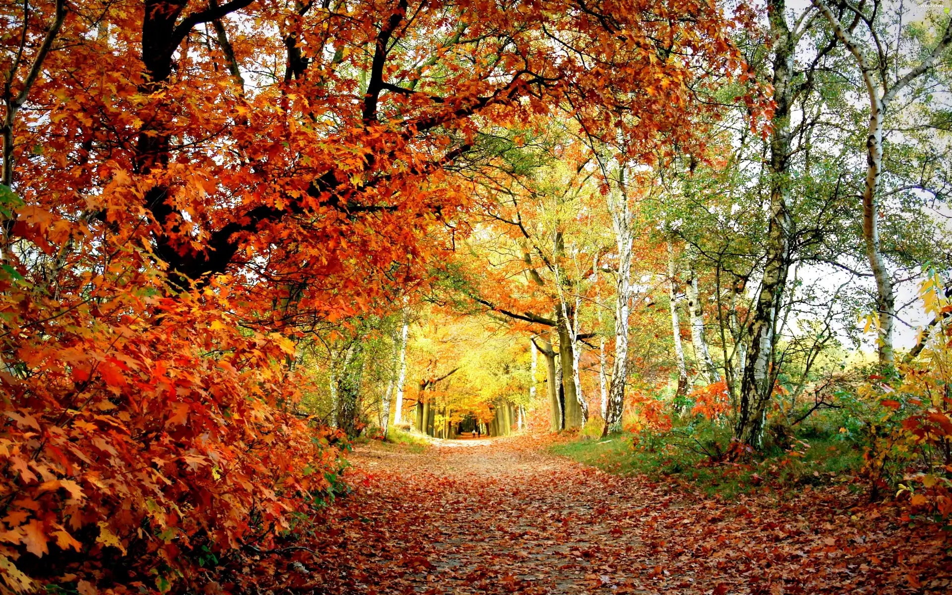 viewes, Path, autumn, trees, forest