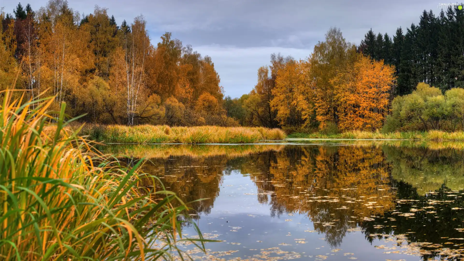 forest, trees, reflection, viewes, lake, autumn, grass