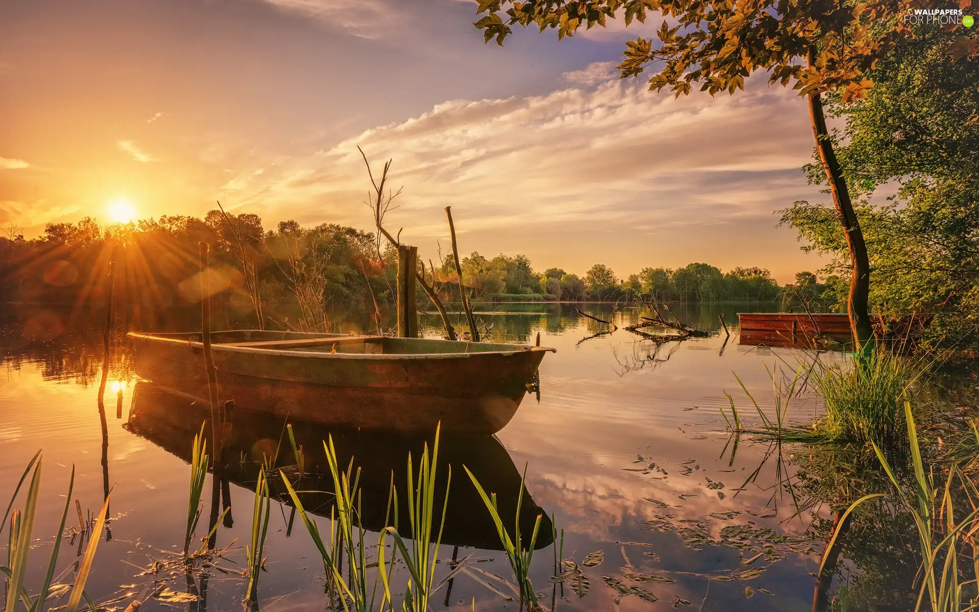 Boat, Great Sunsets, viewes, rushes, trees, lake