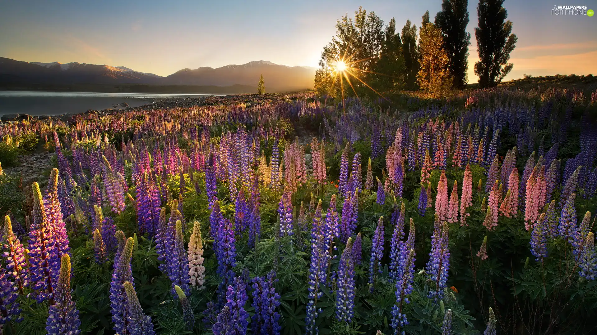 color, Meadow, Flowers, lupins, Tekapo Lake, New Zeland, viewes, rays of the Sun, trees