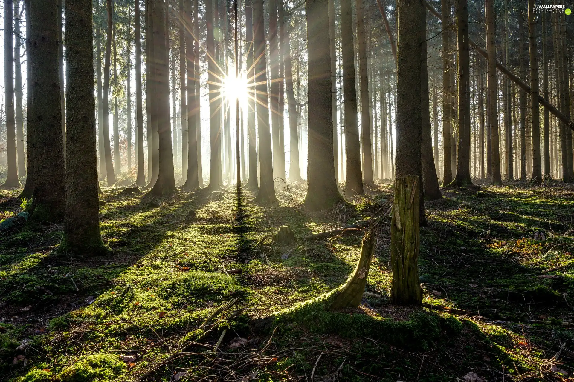 viewes, forest, litter, Moss, rays of the Sun, trees