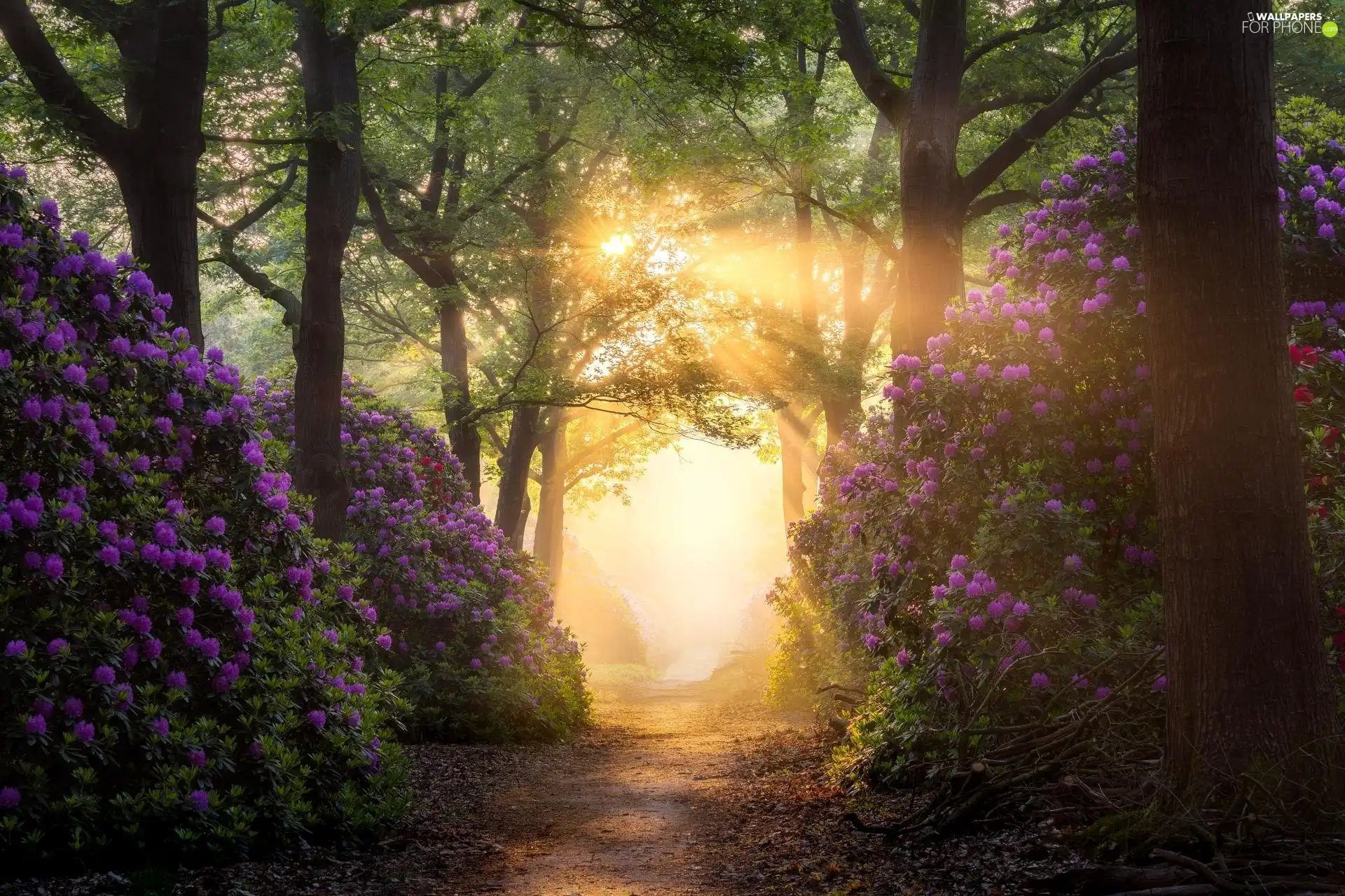 viewes, forest, Path, Rhododendron, light breaking through sky, trees