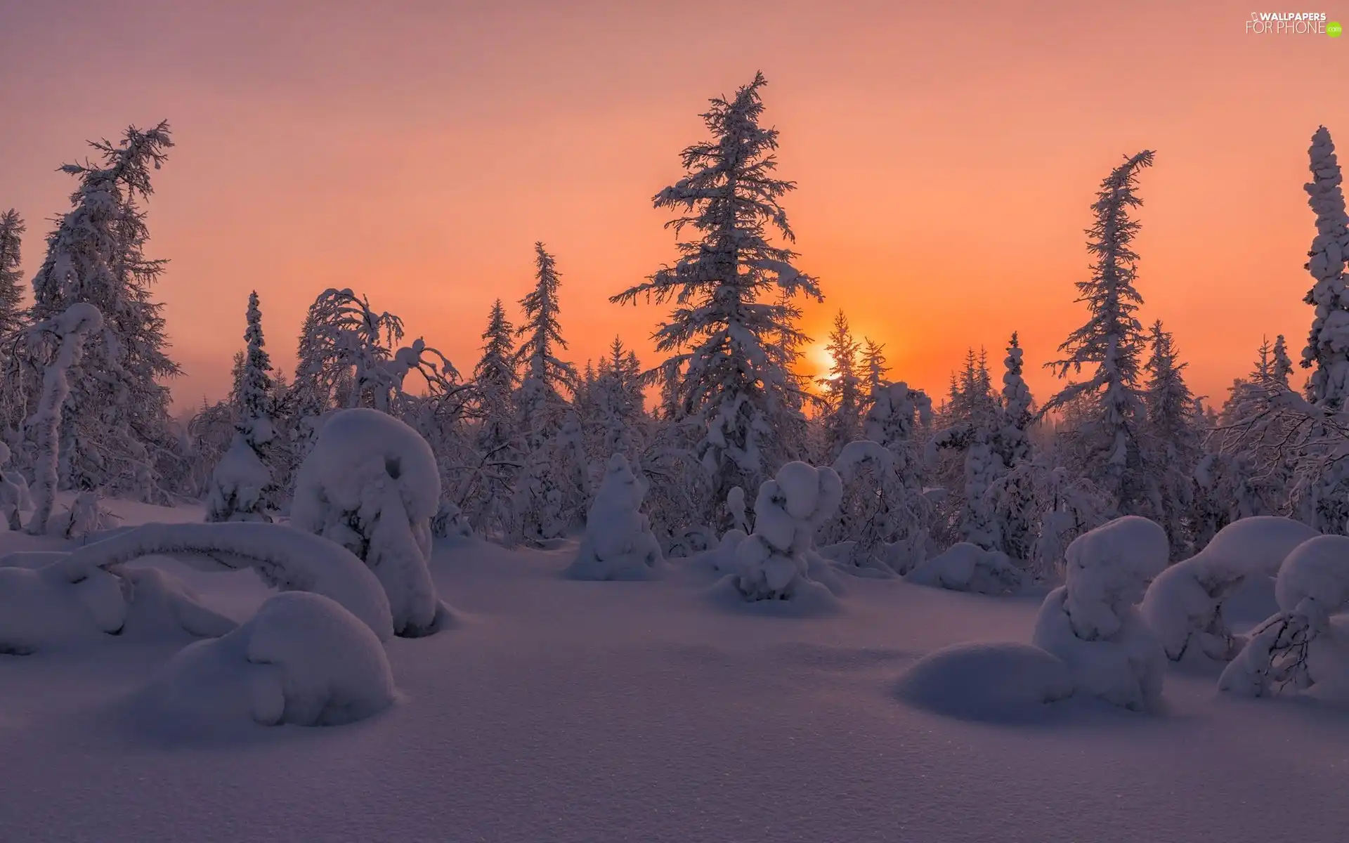 viewes, forest, Great Sunsets, snow, evening, trees, winter, drifts