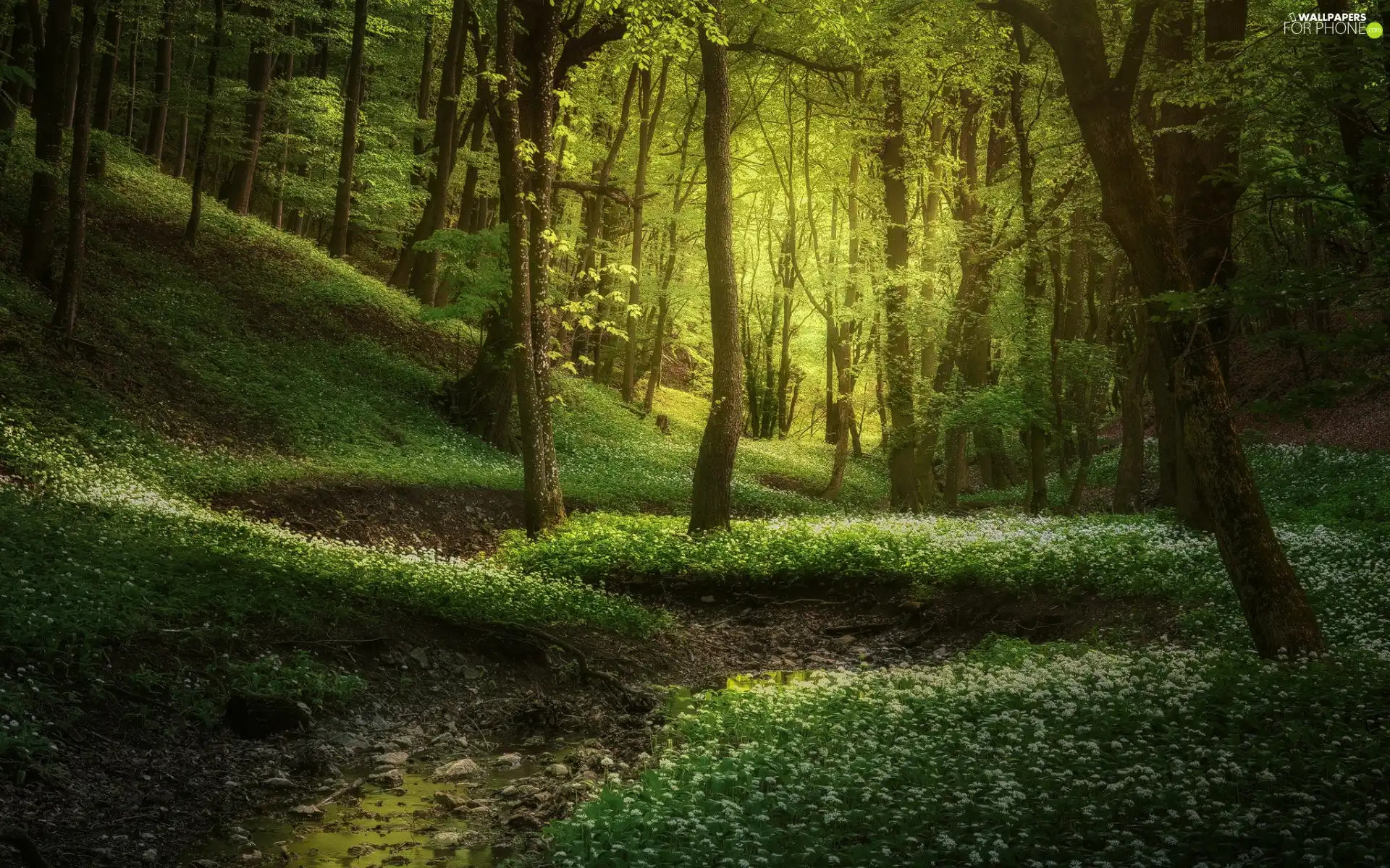 viewes, landscape, Wild Garlic, nature, Flowers, trees, forest, canyon