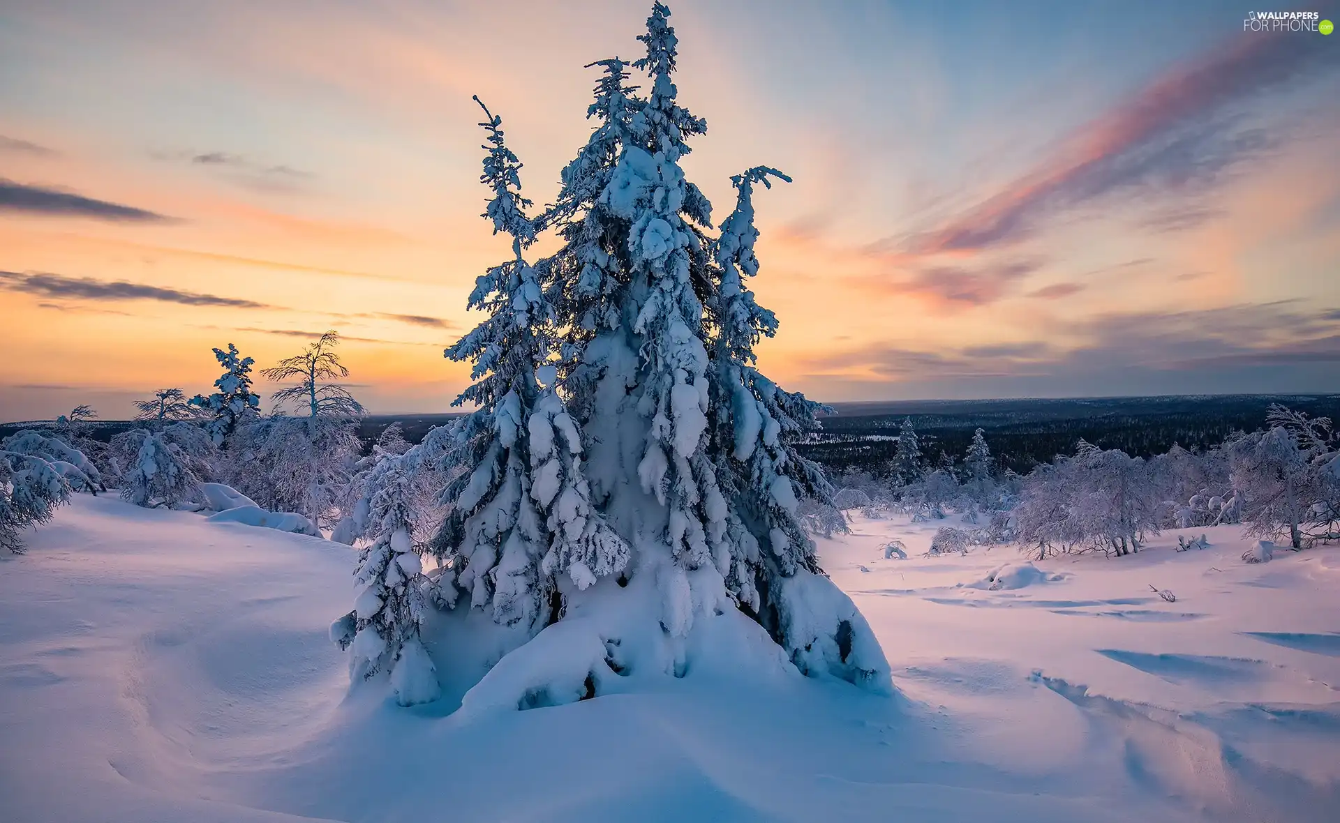 trees, snow, trees, Snowy, winter, Great Sunsets, viewes