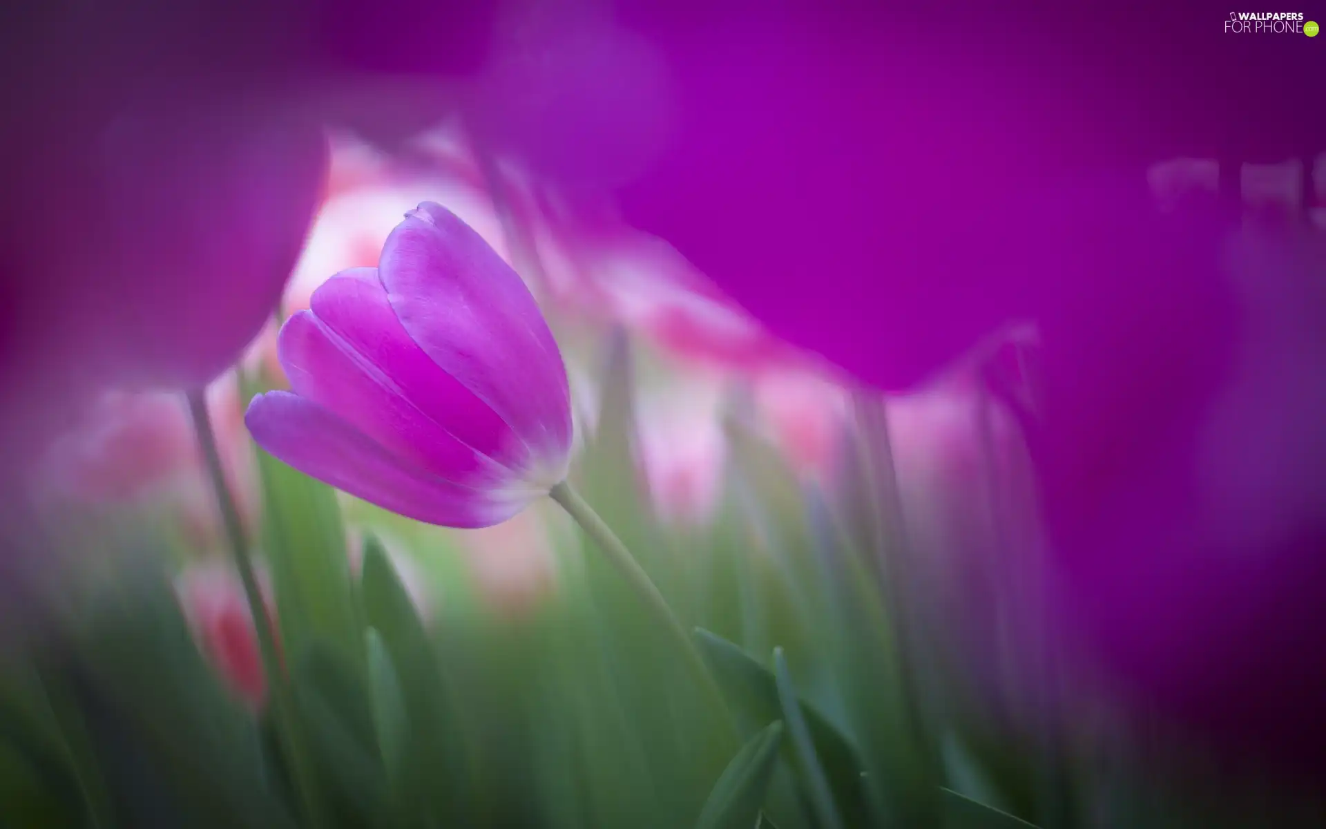 Violet, Colourfull Flowers, blur, glow, Green Stalk, tulip