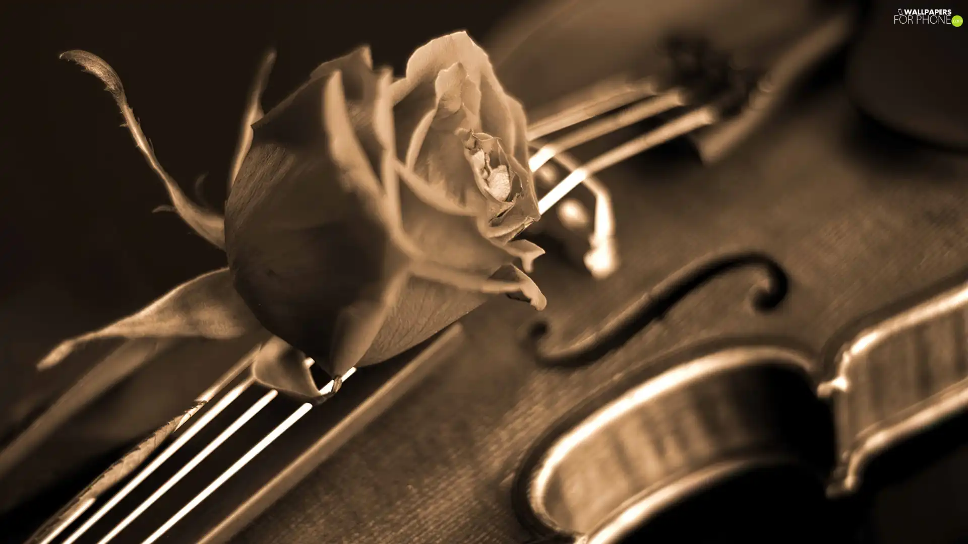 rose, violin