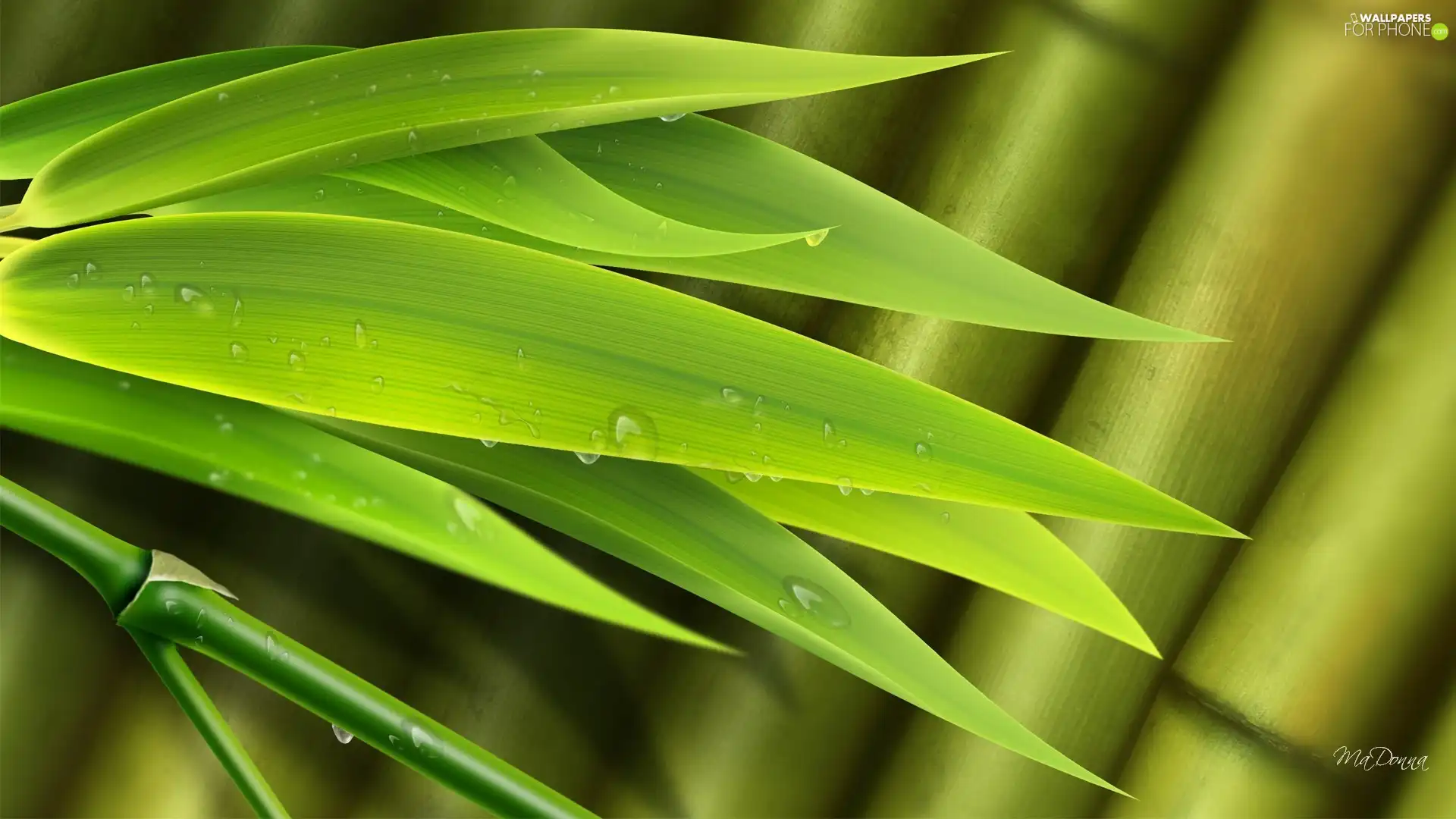 bamboo, drops, water, Leaf