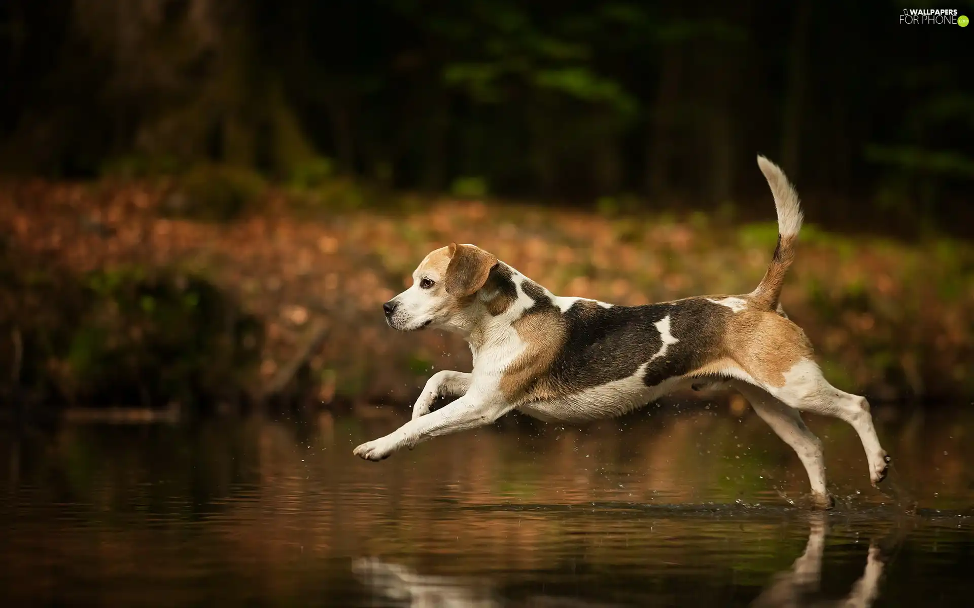 water, running, Beagle