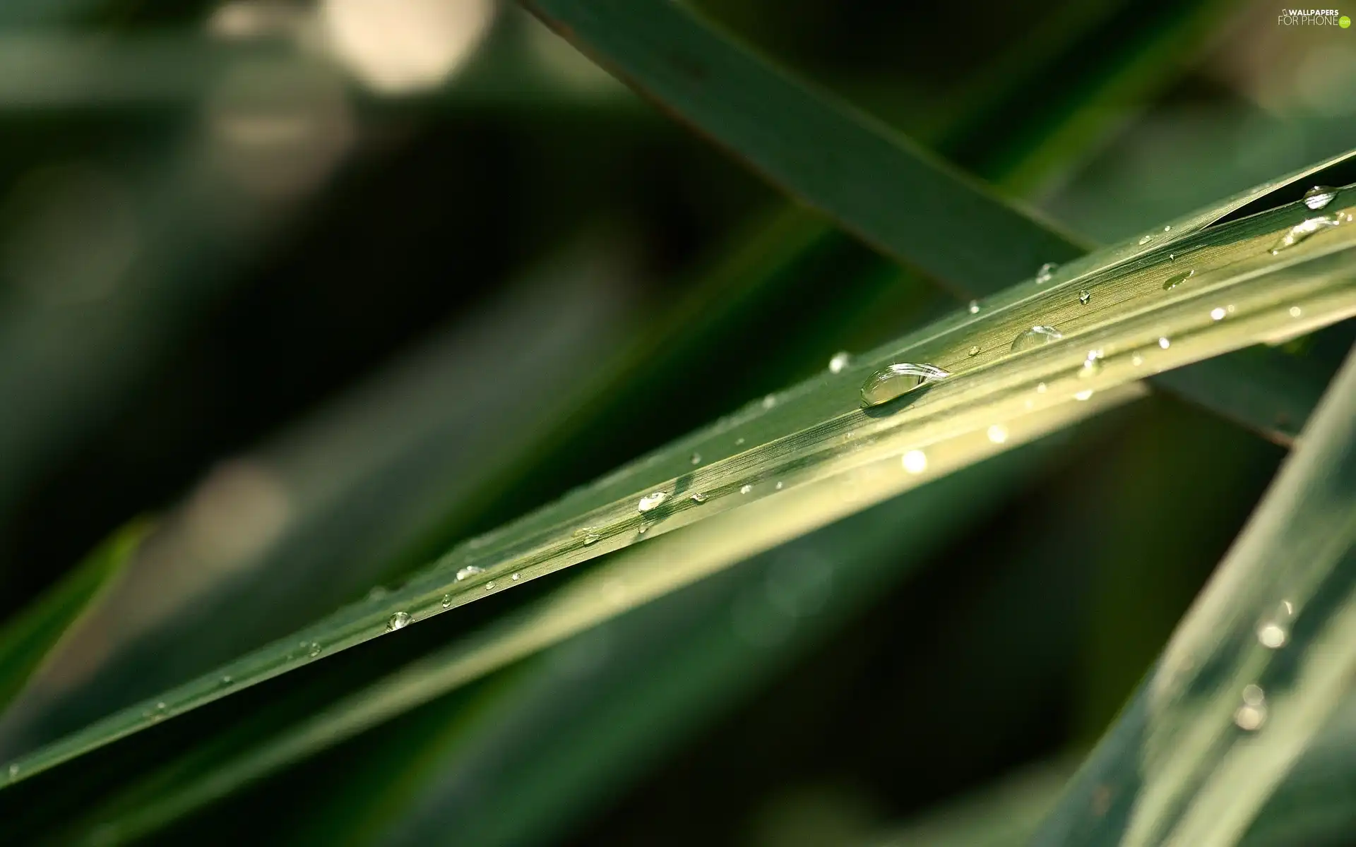 water, grass, drops