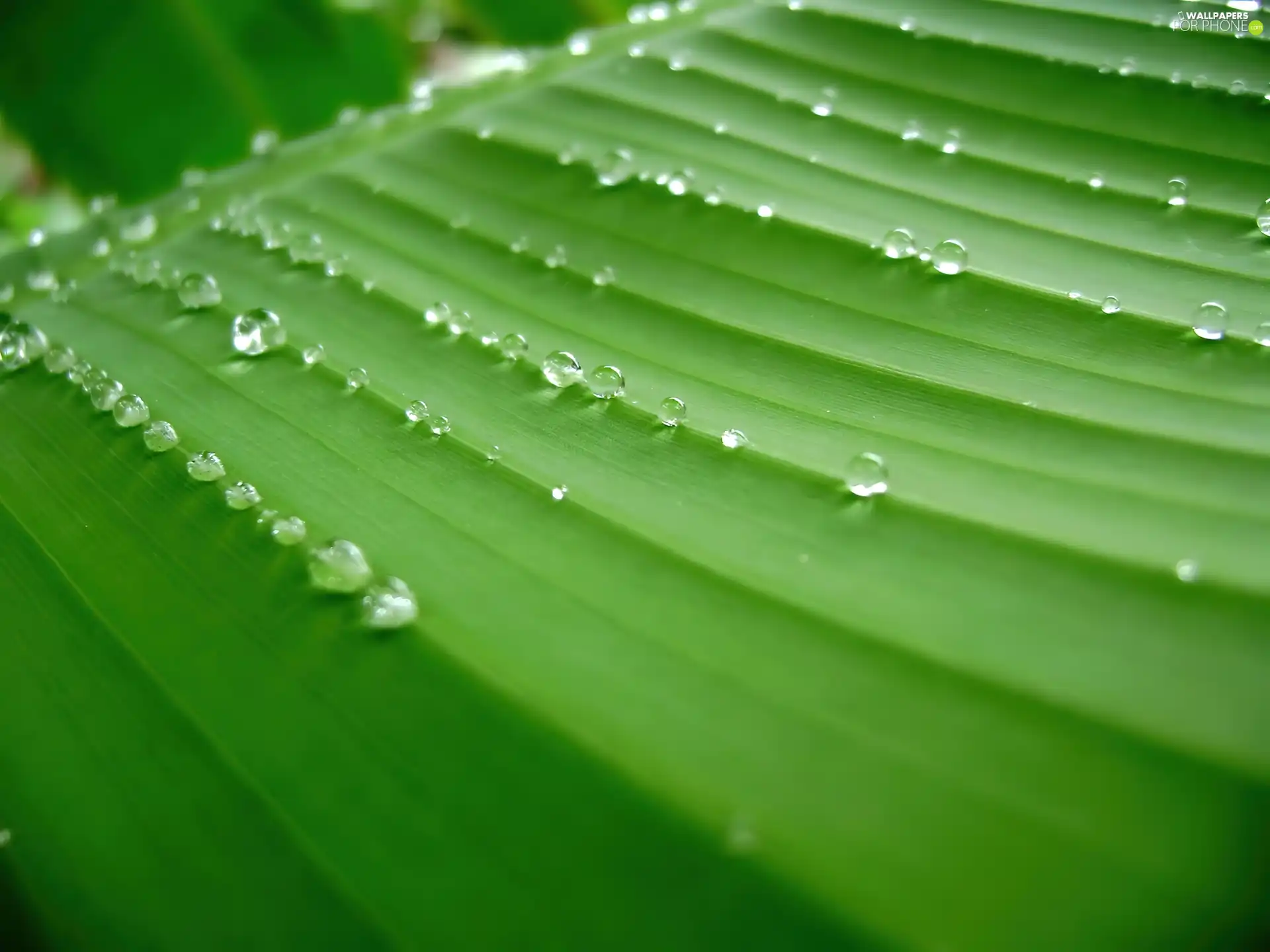 water, leaf, drops