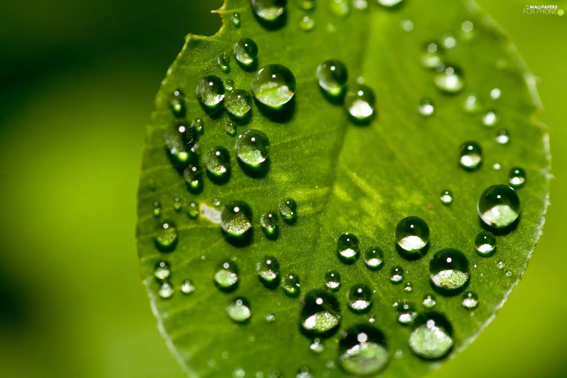 Green, drops, water, leaf