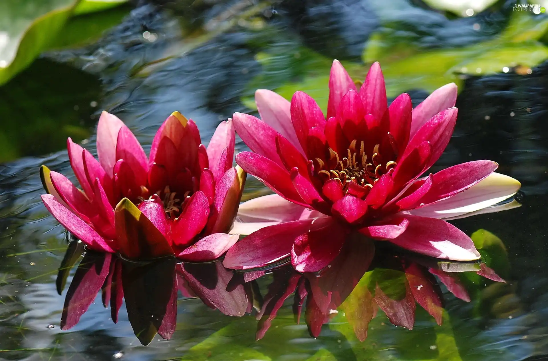 water, Red, lilies
