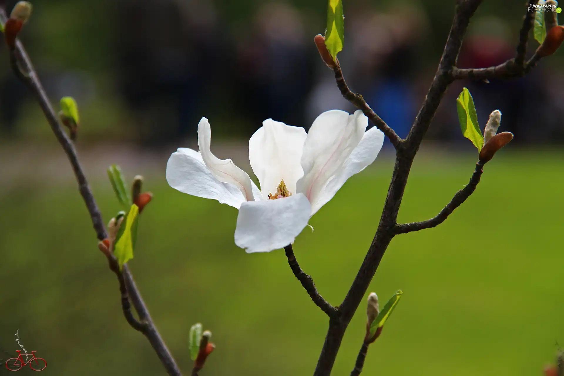 Colourfull Flowers, Magnolia kobus, White