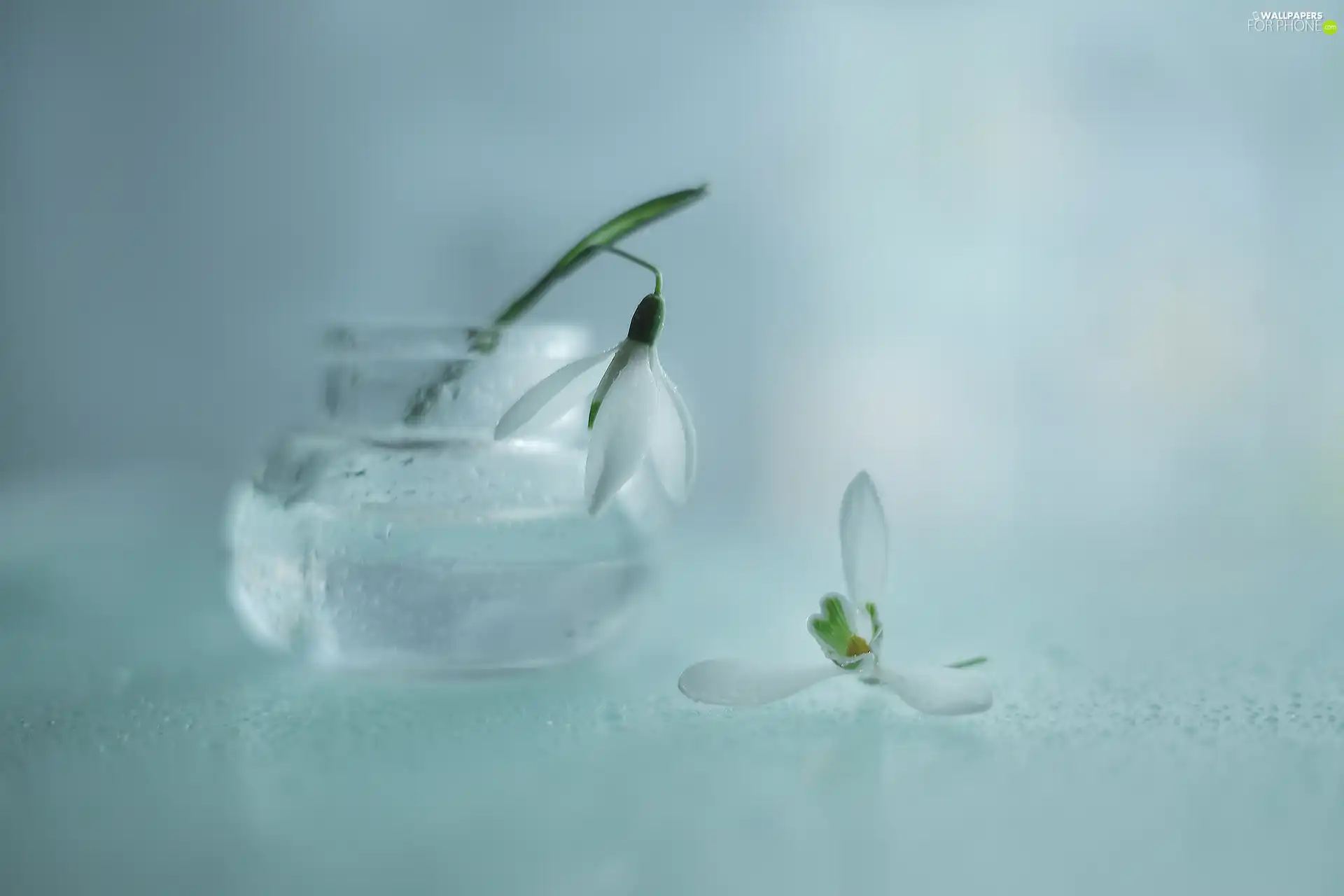 snowdrops, Flowers, vase, White