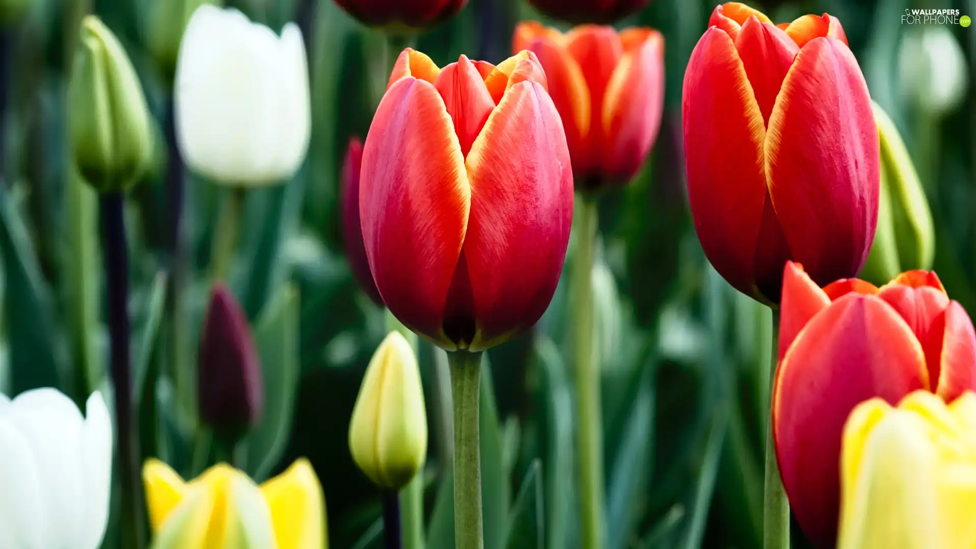 Tulips, Yellow, White, Red