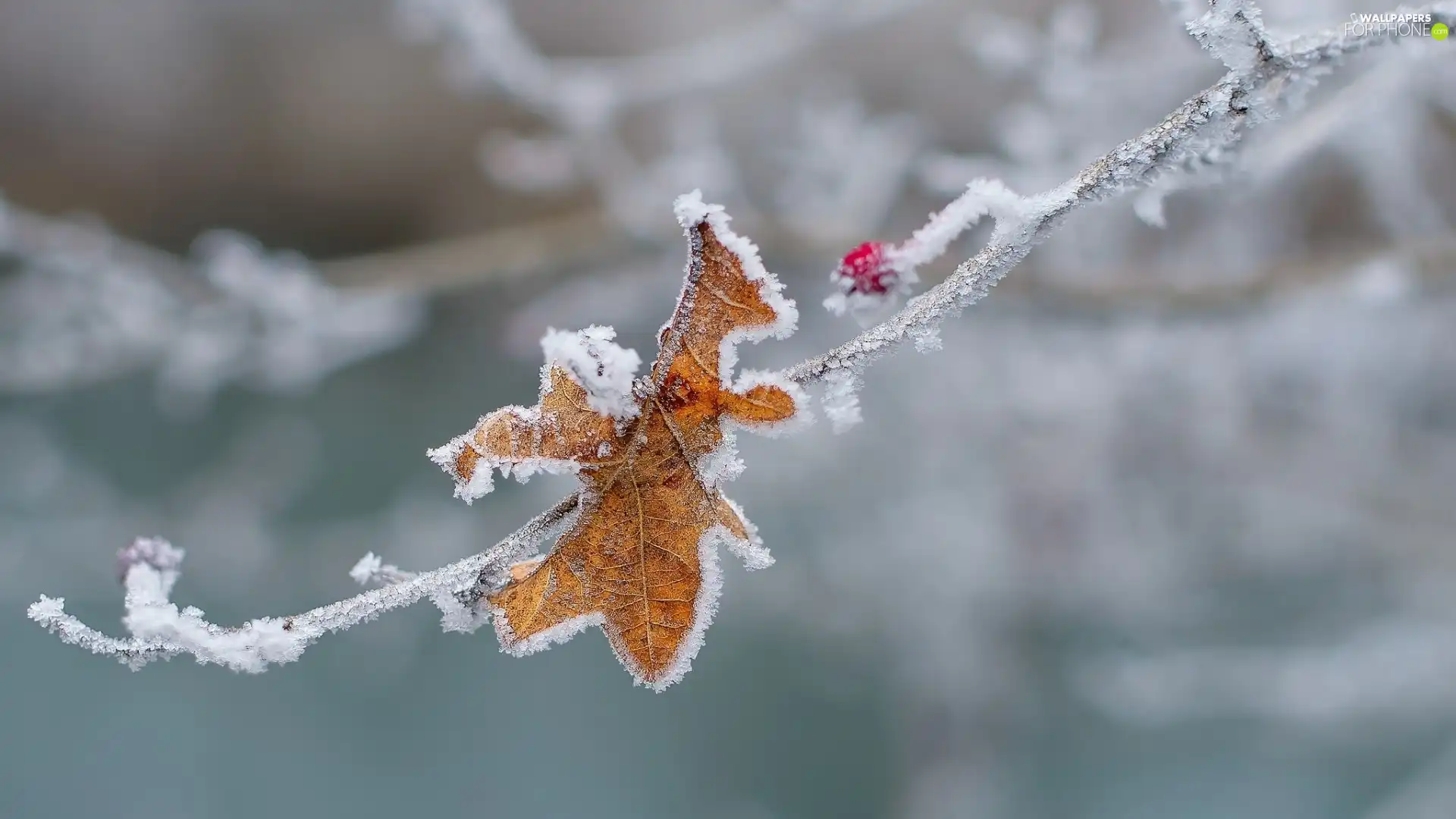 twig, berry, White frost, leaf