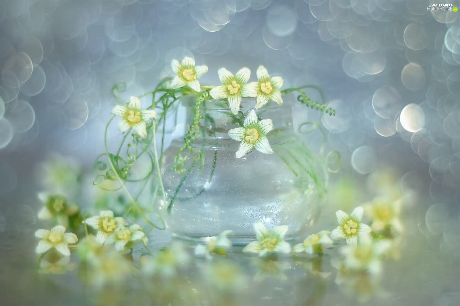 vase, Flowers, Bokeh, White