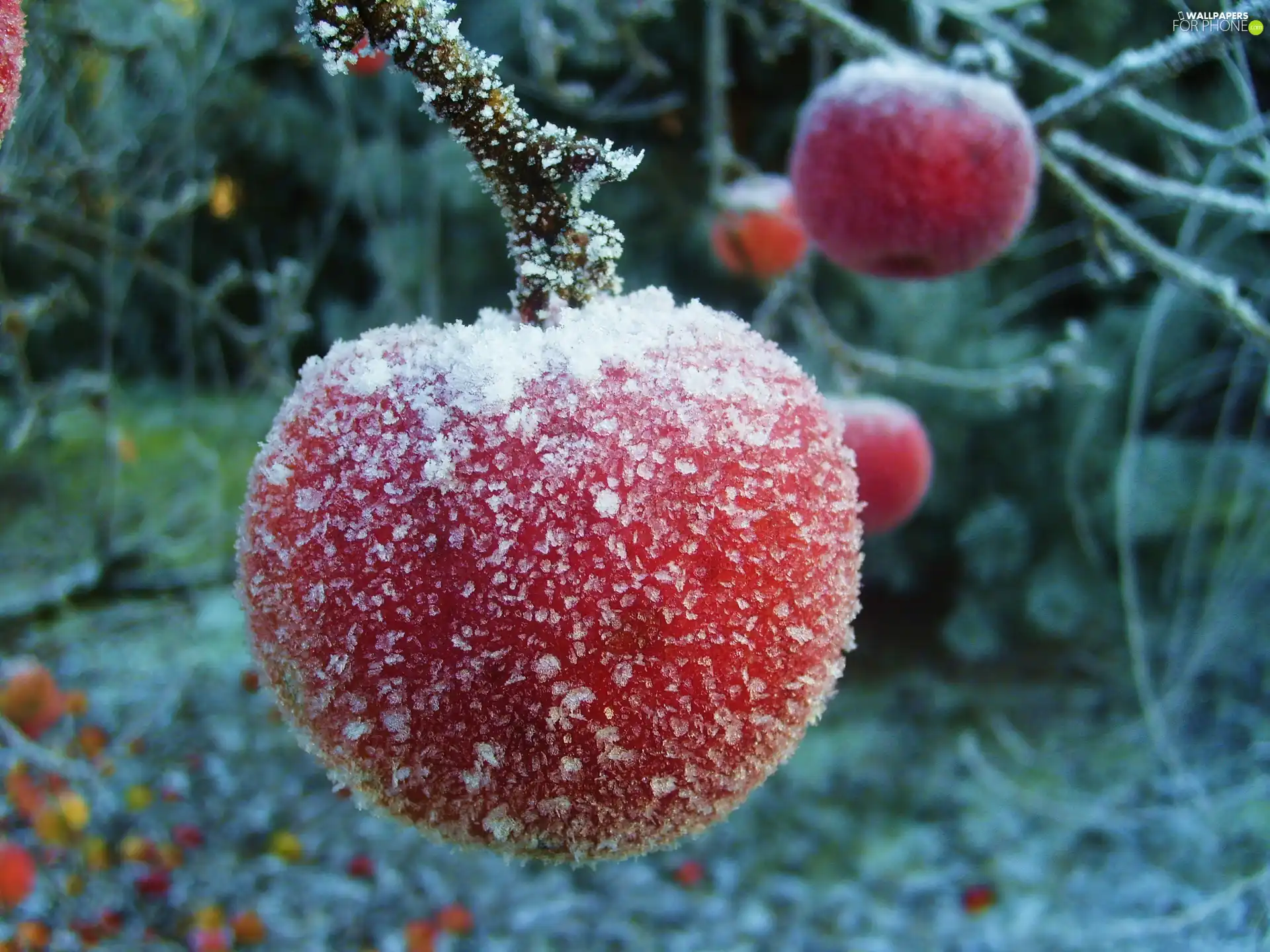 winter, apples, White frost