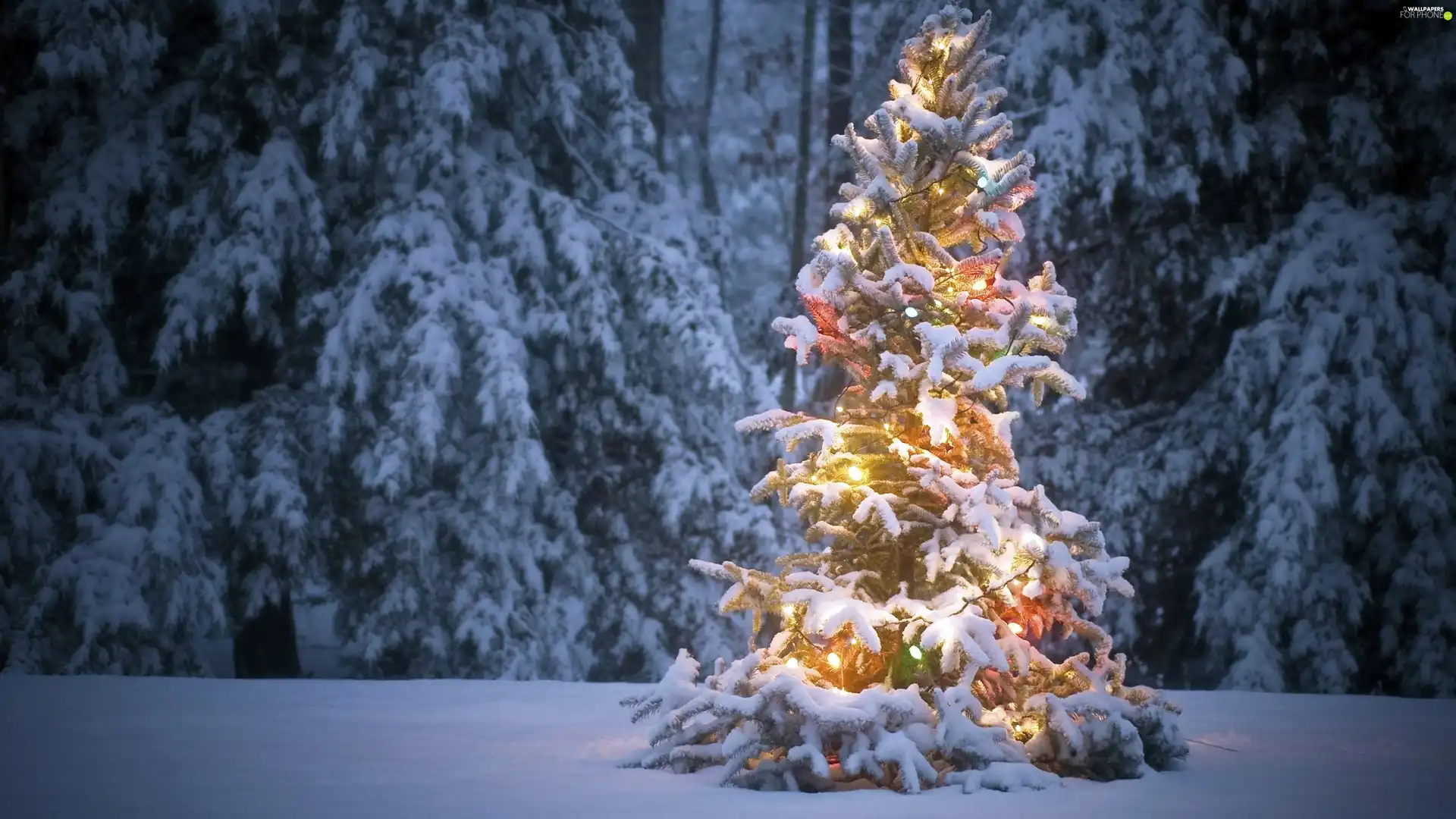 illuminated, forest, winter, christmas tree