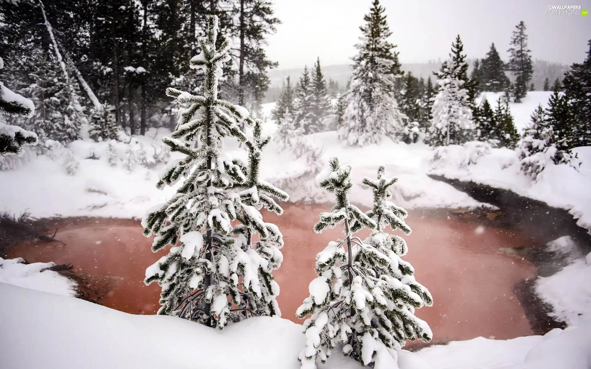 forest, lake, winter, Spruces